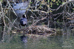 Fulica atra
