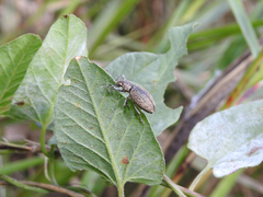 Naupactus versatilis