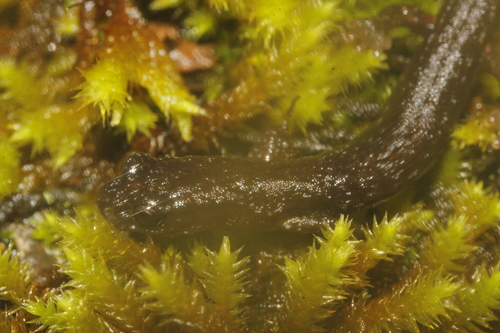 Toothy Splayfoot Salamander