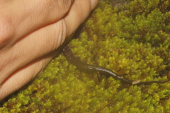 Chiropterotriton multidentatus