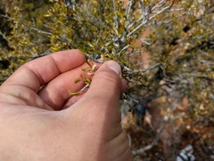 Cercocarpus intricatus