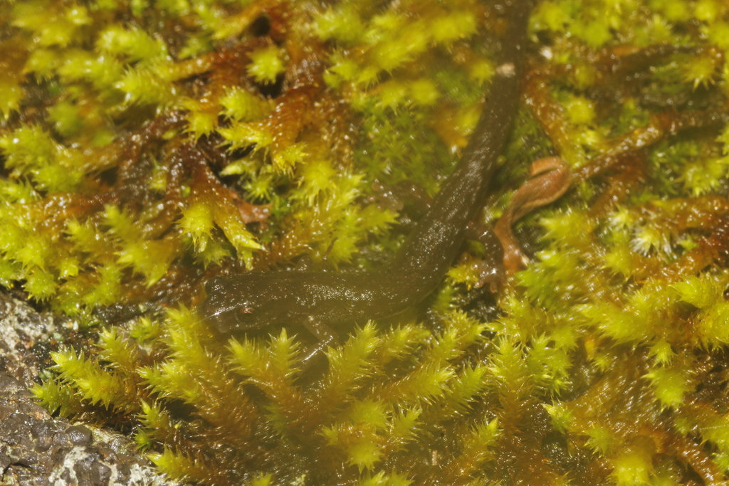 Toothy Salamander