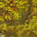 Toothy Splayfoot Salamander - Photo (c) Juan Cruzado Cortés, some rights reserved (CC BY-SA), uploaded by Juan Cruzado Cortés