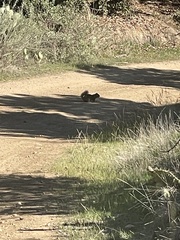 Otospermophilus beecheyi nesioticus