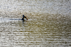 Phalacrocorax carbo