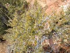 Cercocarpus intricatus