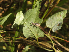 Naupactus versatilis