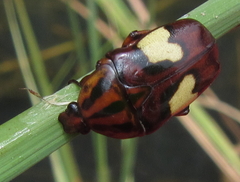 Pedinorrhina trivittata