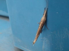 Ypsolopha mucronella