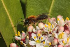 Andrena fulva
