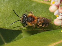Andrena fulva