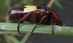 Pedinorrhina trivittata