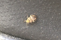 Tropidosteptes quercicola