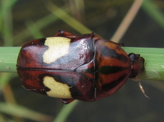Pedinorrhina trivittata