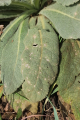 Rhexocercosporidium bellocense