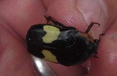 Pedinorrhina trivittata