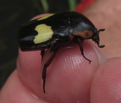 Pedinorrhina trivittata