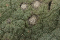 Rhexocercosporidium bellocense