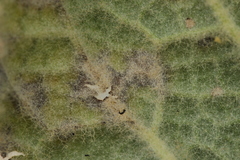 Rhexocercosporidium bellocense