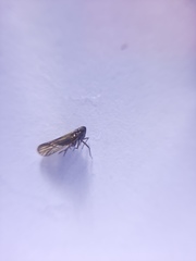 Delphacidae