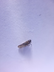 Delphacidae