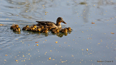 Anas platyrhynchos