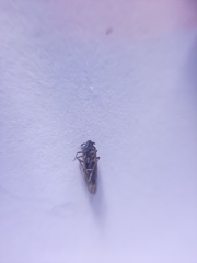 Delphacidae