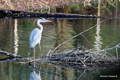 Ardea cinerea