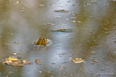 Pelophylax