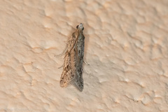Phycitodes mucidella
