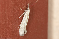 Eufernaldia cadarellus