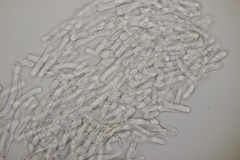 Rhexocercosporidium bellocense