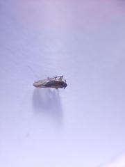 Delphacidae