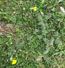 Potentilla candicans