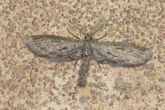 Glaucina nota