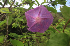 Ipomoea setifera