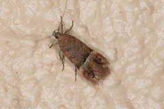 Eudactylota iobapta