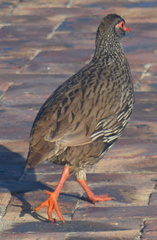 Pternistis afer castaneiventer