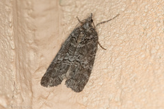 Hydriomena frondaria