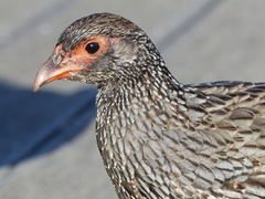 Pternistis afer castaneiventer