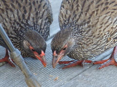 Pternistis afer castaneiventer