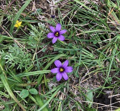 Sisyrinchium scabrum