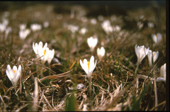 Crocus vernus
