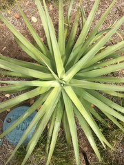 Agave bracteosa