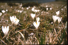 Crocus vernus