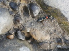Paederidus ruficollis