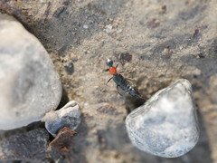 Paederidus ruficollis