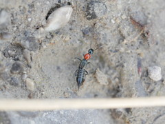 Paederidus ruficollis