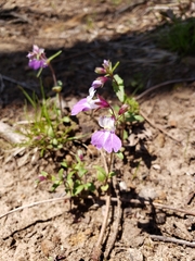 Collinsia violacea