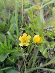 Ranunculus